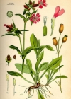 Einzelbild 4 Rote Waldnelke - Silene dioica