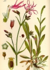 Einzelbild 4 Kuckucks-Lichtnelke - Silene flos-cuculi