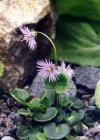 Einzelbild 2 Grosses Alpenglöckchen - Soldanella alpina