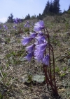 Einzelbild 1 Grosses Alpenglöckchen - Soldanella alpina