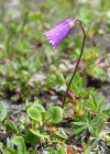 Einzelbild 3 Kleines Alpenglöckchen - Soldanella pusilla