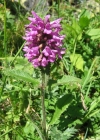 Einzelbild 3 Alpen-Betonie - Stachys pradica