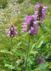 Einzelbild 4 Alpen-Betonie - Stachys pradica