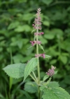 Einzelbild 1 Wald-Ziest - Stachys sylvatica
