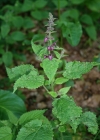 Einzelbild 3 Wald-Ziest - Stachys sylvatica