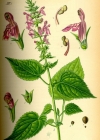 Einzelbild 4 Wald-Ziest - Stachys sylvatica