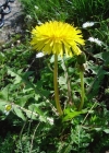 Einzelbild 1 Gewöhnlicher Löwenzahn - Taraxacum officinale aggr.