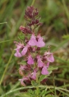 Einzelbild 1 Edel-Gamander - Teucrium chamaedrys