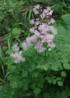 Einzelbild 3 Akeleiblättrige Wiesenraute - Thalictrum aquilegiifolium