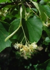 Einzelbild 1 Winter-Linde - Tilia cordata