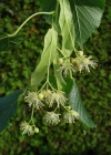 Einzelbild 1 Sommer-Linde - Tilia platyphyllos