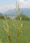 Einzelbild 1 Wiesen-Goldhafer - Trisetum flavescens