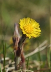 Einzelbild 1 Huflattich - Tussilago farfara