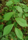 Einzelbild 2 Berg-Ulme - Ulmus glabra