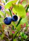 Einzelbild 1 Heidelbeere - Vaccinium myrtillus