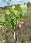 Einzelbild 3 Rauschbeere - Vaccinium uliginosum aggr.