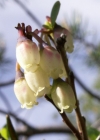 Einzelbild 4 Rauschbeere - Vaccinium uliginosum aggr.