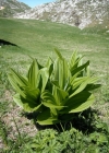 Einzelbild 3 Gemeiner Germer - Veratrum album