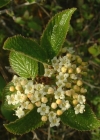 Einzelbild 2 Wolliger Schneeball - Viburnum lantana