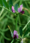 Einzelbild 3 Futter-Wicke - Vicia sativa