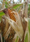 Einzelbild 4 Mais - Zea mays