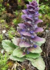Einzelbild 3 Pyramiden-Günsel - Ajuga pyramidalis
