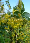 Einzelbild 1 Gemeine Berberitze - Berberis vulgaris