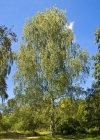 Einzelbild 1 Hänge-Birke - Betula pendula