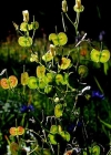 Einzelbild 1 Glattes Brillenschötchen - Biscutella laevigata