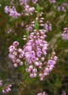 Einzelbild 1 Besenheide - Calluna vulgaris
