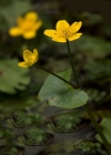 Einzelbild 2 Sumpf-Dotterblume - Caltha palustris