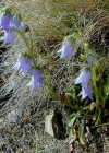 Einzelbild 3 Bärtige Glockenblume - Campanula barbata
