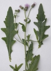 Einzelbild 4 Acker-Kratzdistel - Cirsium arvense