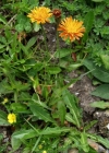 Einzelbild 3 Gold-Pippau - Crepis aurea