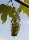 Einzelbild 2 Berg-Ahorn - Acer pseudoplatanus