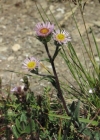 Einzelbild 2 Alpen-Berufkraut - Erigeron alpinus