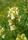 Einzelbild 1 Knolliges Läusekraut - Pedicularis tuberosa