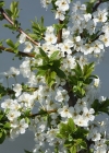 Einzelbild 2 Wilder Birnbaum - Pyrus pyraster