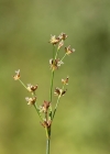 Einzelbild 4 Alpen-Binse - Juncus alpinoarticulatus