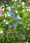 Einzelbild 2 Schnee-Enzian - Gentiana nivalis