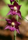 Einzelbild 1 Braunrote Stendelwurz - Epipactis atrorubens