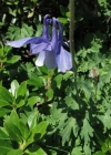 Einzelbild 2 Alpen-Akelei - Aquilegia alpina