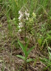 Einzelbild 3 Sumpf-Stendelwurz - Epipactis palustris