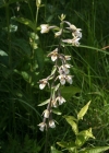 Einzelbild 4 Sumpf-Stendelwurz - Epipactis palustris