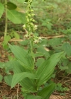 Einzelbild 2 Gewöhnliche Breitblättrige Stendelwurz - Epipactis helleborine