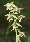 Einzelbild 1 Gewöhnliche Breitblättrige Stendelwurz - Epipactis helleborine