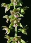 Einzelbild 3 Gewöhnliche Breitblättrige Stendelwurz - Epipactis helleborine