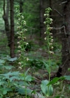 Einzelbild 4 Gewöhnliche Breitblättrige Stendelwurz - Epipactis helleborine