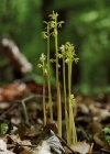 Einzelbild 2 Korallenwurz - Corallorhiza trifida
