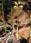 Einzelbild 3 Korallenwurz - Corallorhiza trifida